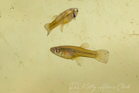 Minnows guppies KAC9717