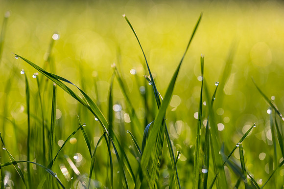 Grass Morning Spring KAC0562