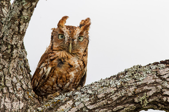Eastern screech-owl KAC7327