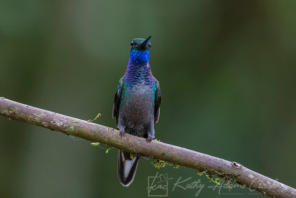 White-tailed hillstar hummingbird KAC0136