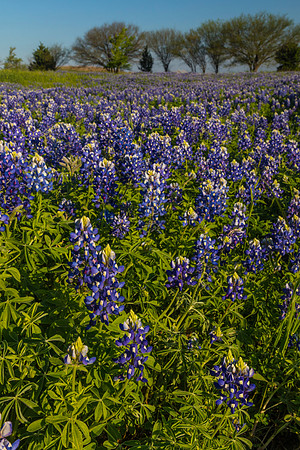 Texas Bluebonnet KAC0828