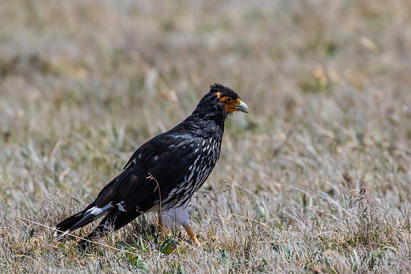 Carunculated caracara KAC8632