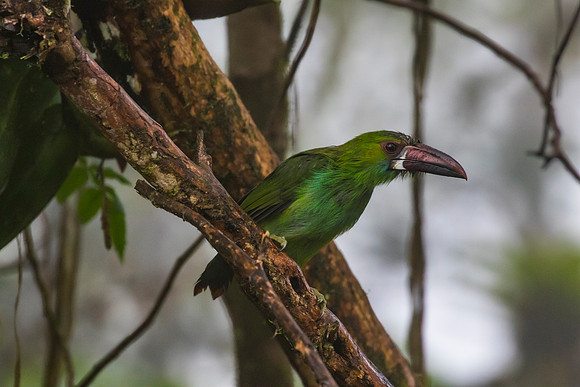 Crimson-rumped toucanet KAC9735