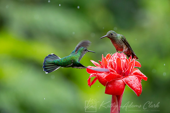 Scaly-breasted hummingbird KAC5376-Enhanced-NR