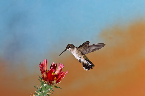 Black-chinned Hummingbird KAC1874