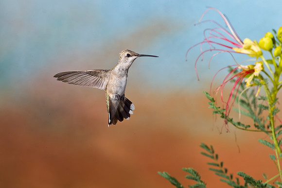 Black-chinned Hummingbird KAC2186
