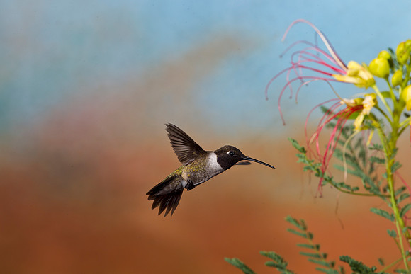 Black-chinned Hummingbird KAC2233