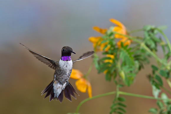 Black-chinned Hummingbird KAC2578
