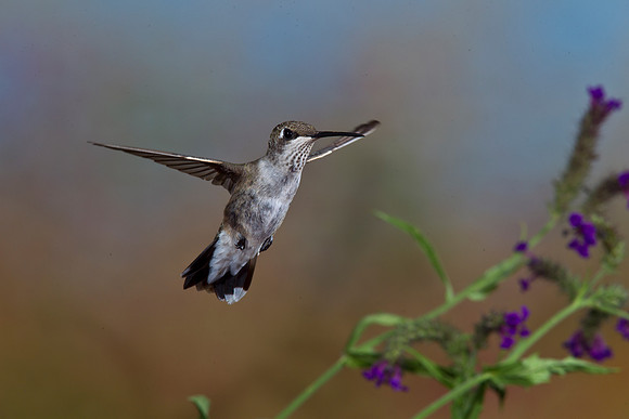 Black-chinned Hummingbird KAC2616