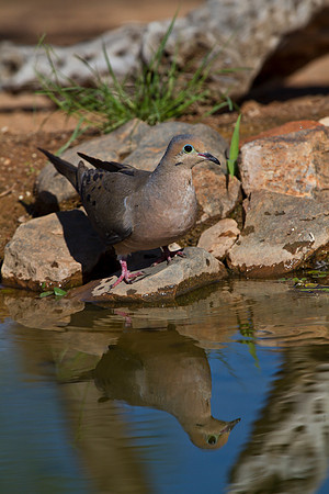 Mourning dove KAC1808