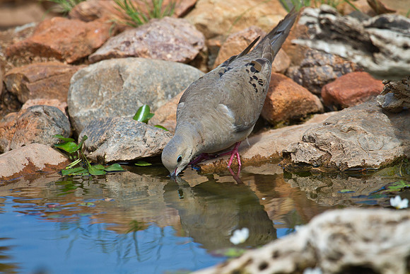 Mourning dove KAC1859