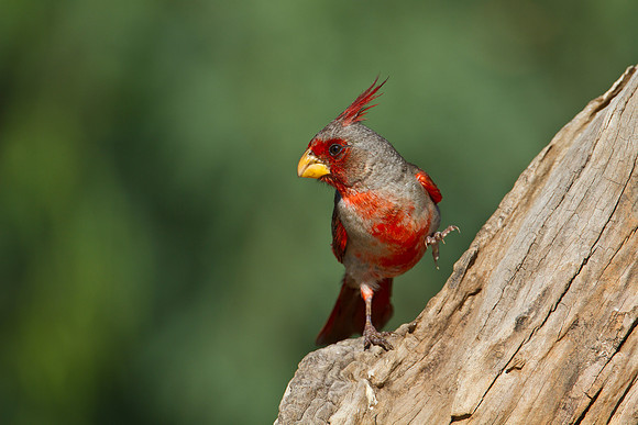 Pyrrhuloxia KAC1399