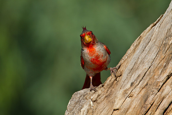 Pyrrhuloxia KAC1401