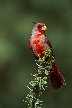 Pyrrhuloxia KAC1506