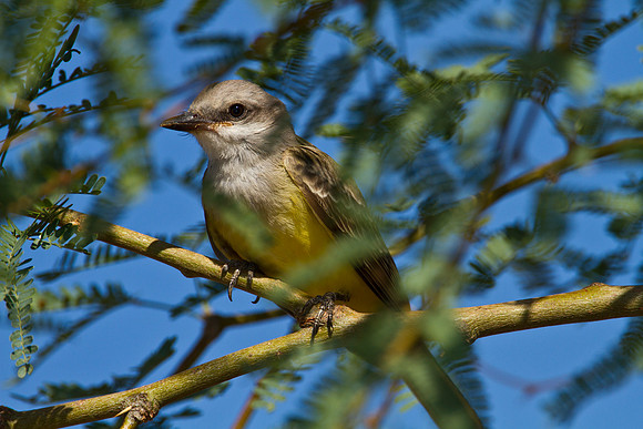 Western kingbird KAC1472