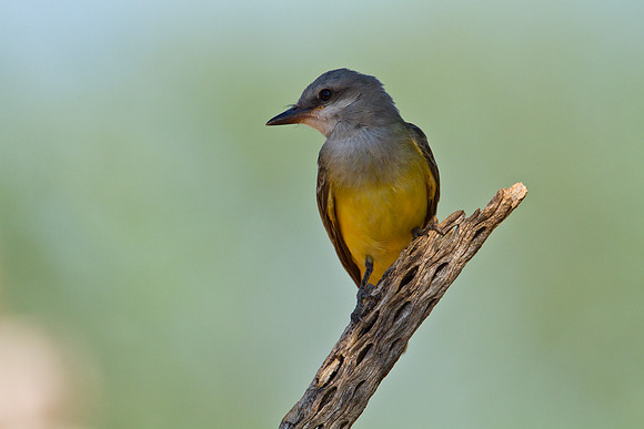 Western kingbird KAC1487