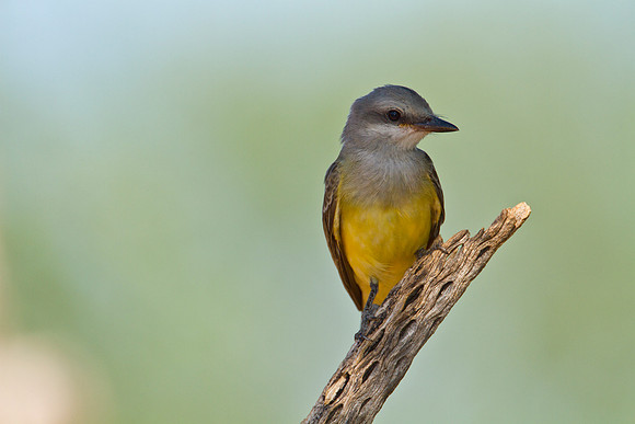 Western kingbird KAC1489