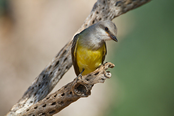 Western kingbird KAC1491