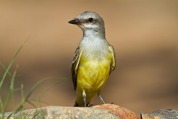 Western kingbird KAC1492