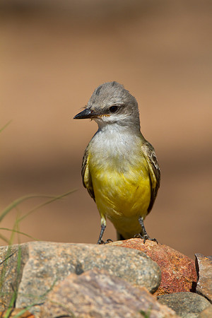 Western kingbird KAC1496