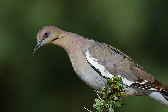 White-winged dove KAC1408