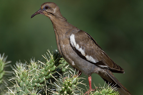White-winged dove KAC1412