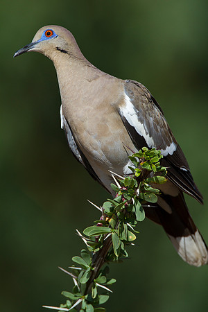 White-winged dove KAC1444