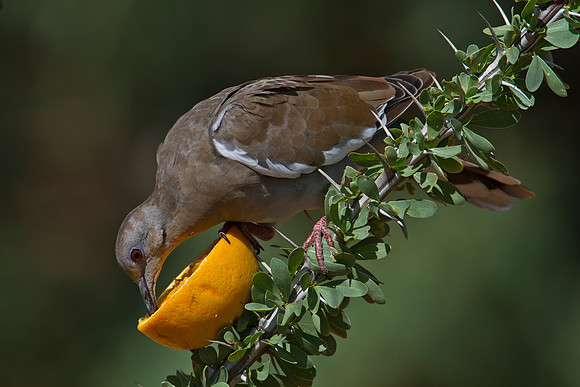 White-winged dove KAC1536