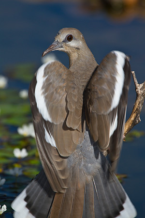 White-winged dove KAC1787