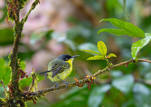 Common tody-flycatcher KAC4464
