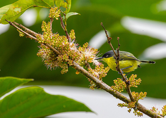 Common tody-flycatcher KAC4467
