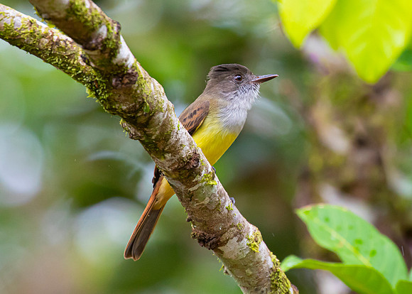 Dusky-capped flycatcher KAC6217