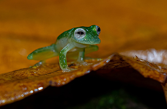 Ghost glass frog KAC6359