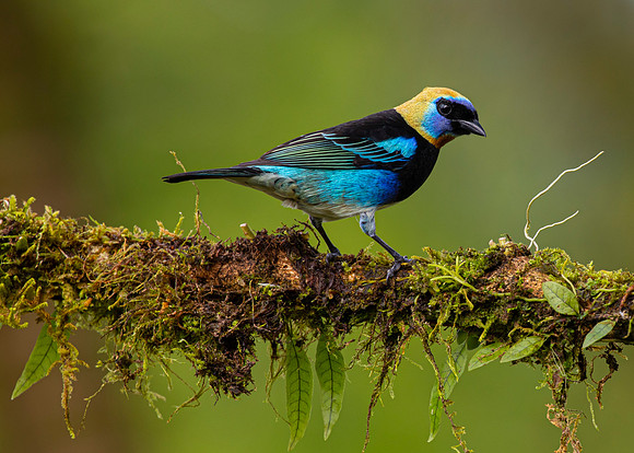 Golden-hooded tanager KAC4776