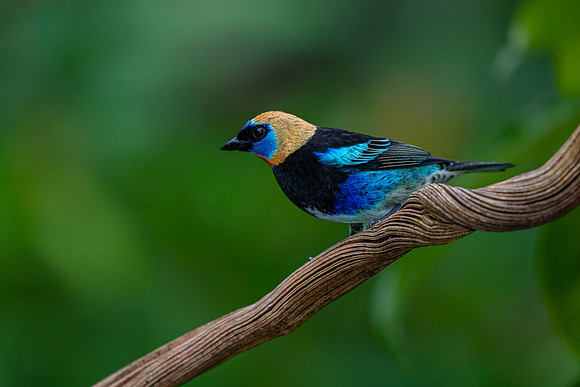 Golden-hooded tanager KAC5803