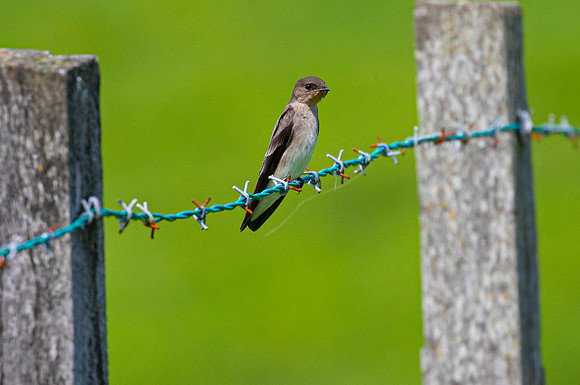Gray-breasted martin KAC3971