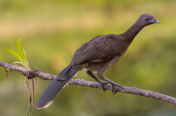 Gray-headed chachalaca KAC6238