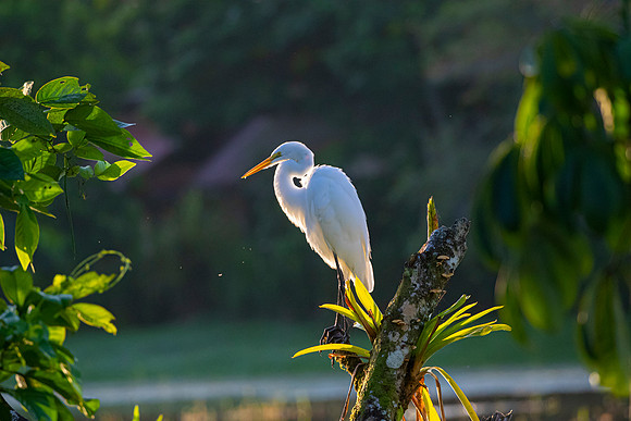 Great egret KAC4698