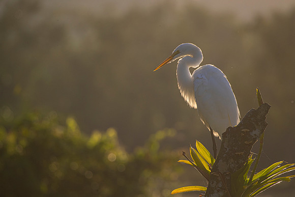 Great egret KAC4702