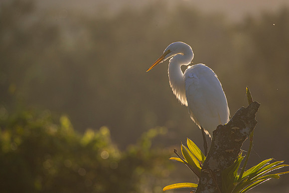 Great egret KAC4703