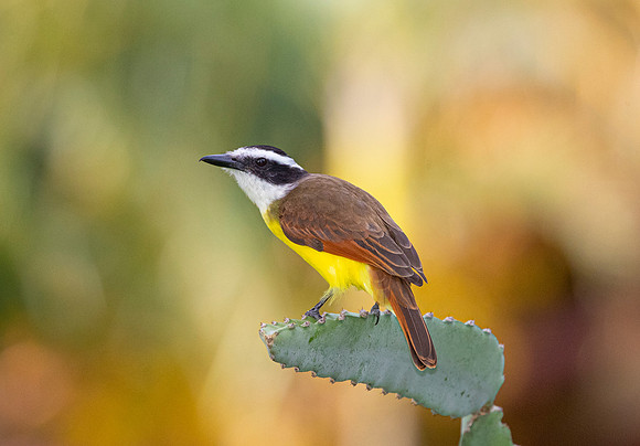 Great kiskadee KAC4225