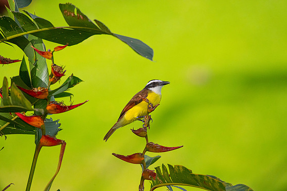 Great kiskadee KAC4228