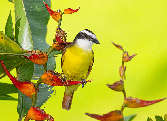Great kiskadee KAC4230