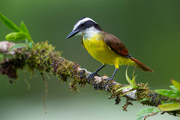 Great kiskadee KAC5987