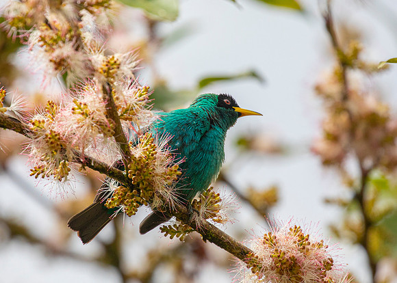 Green honeycreeper KAC4416