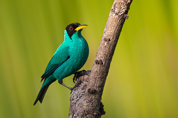 Green honeycreeper KAC4724