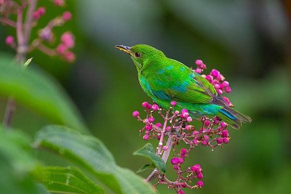 Green honeycreeper KAC5536