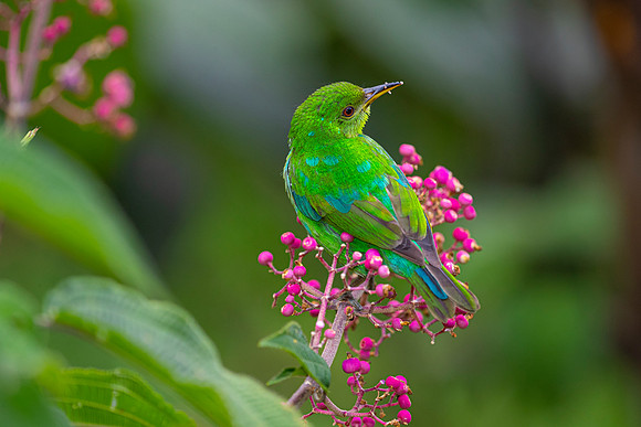 Green honeycreeper KAC5541