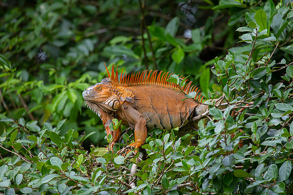 Green iguana KAC5852