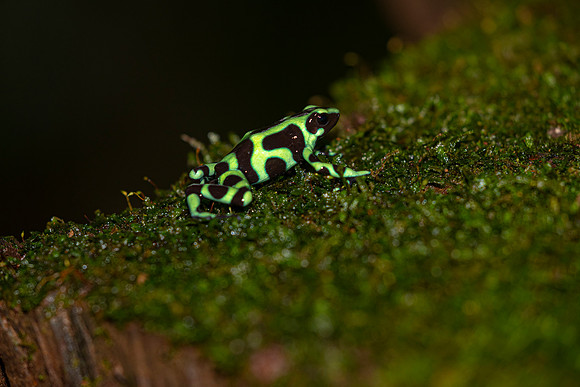 Green-and-black frog KAC5471